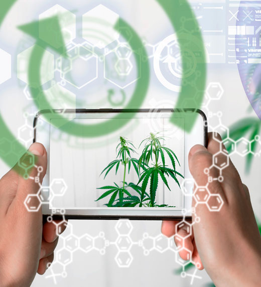 How AI Forecasting Can Help Cannabis Companies Navigate the Future