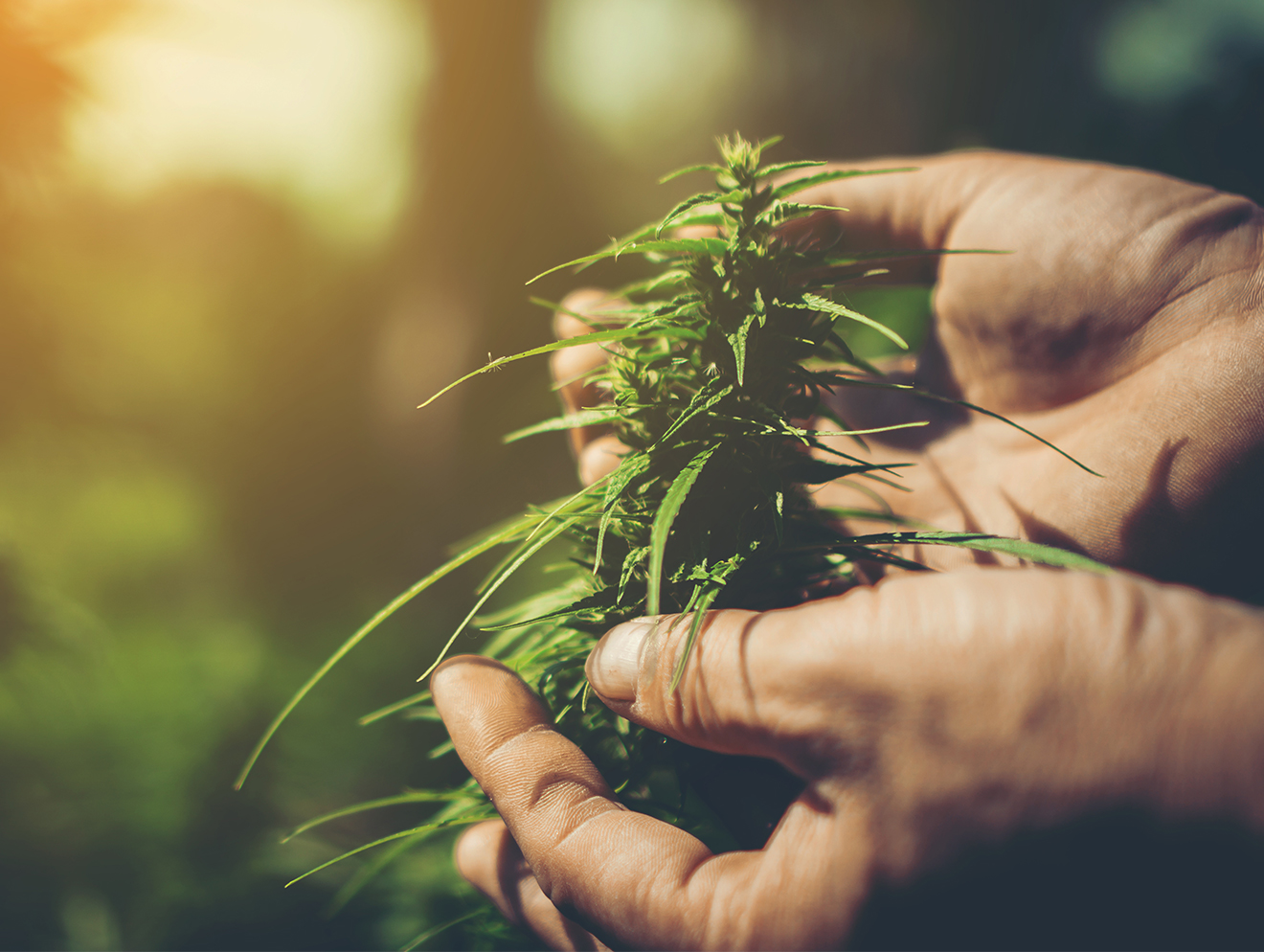 Is an ERP System Right for Your Cannabis Company